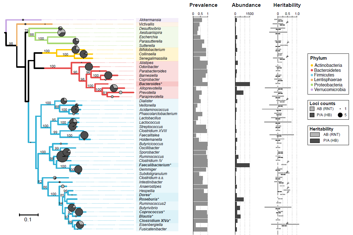 MT-associated loci and heritability.