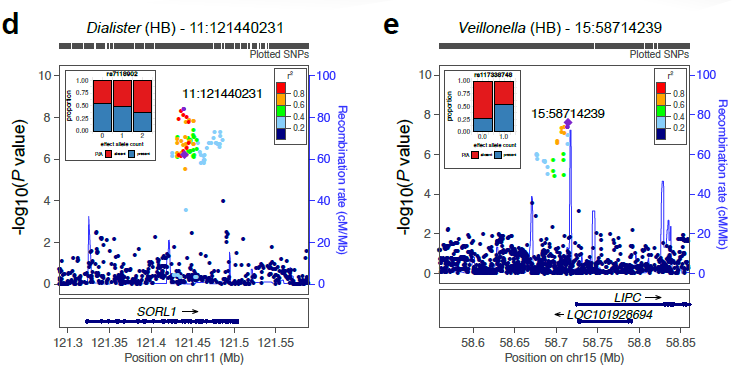 Genomic variants associated with microbial traits